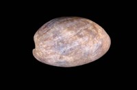 藏品(棗螺)的圖片